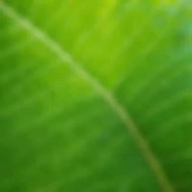 A lush green leaf close-up
