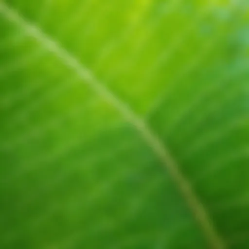 A lush green leaf close-up