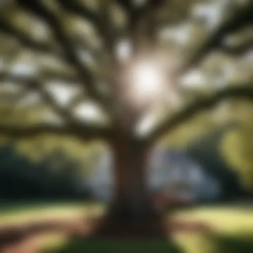 Majestic oak tree being prepared for removal