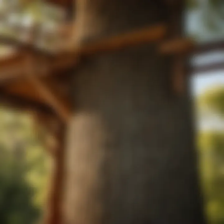 Close-up of sturdy support beams securing a tree house to the trunk of a tree