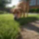 Healthy lawn contrasted with areas damaged by dog urine