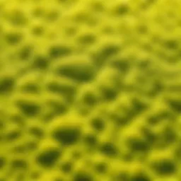 Mustard algae under a microscope