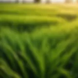Lush annual ryegrass field