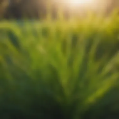 Healthy annual ryegrass plant in sunlight