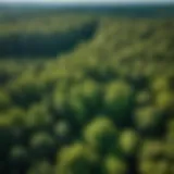 Aerial view of forest landscape with selectively thinned trees