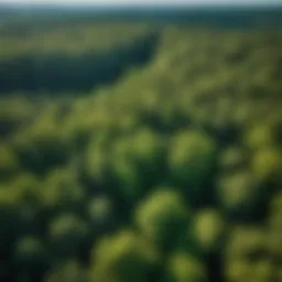 Aerial view of forest landscape with selectively thinned trees