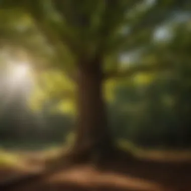 Comparison of cost-effective tree thinning methods