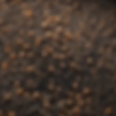 Close-up of organic fertilizer granules