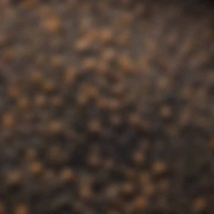 Close-up of organic fertilizer granules