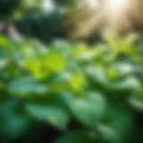 Aromatic peppermint leaves in a lush garden