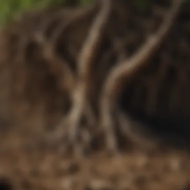 Close-up of roots illustrating the impact of sod removal on soil health.