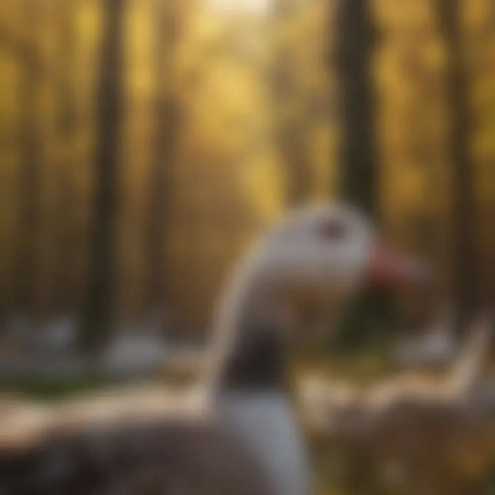 Sound devices used for deterring geese