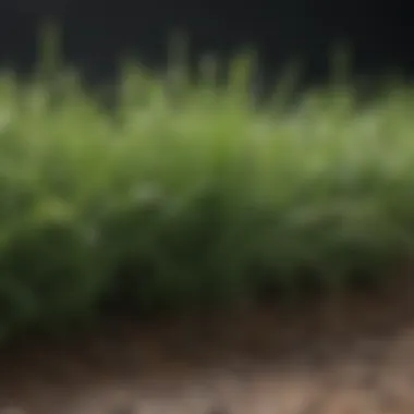 Close-up of healthy grass blades thriving in nutrient-rich soil