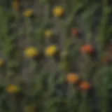 A close-up of different weed species highlighting their unique characteristics
