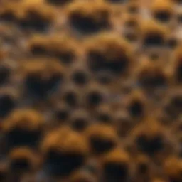 Dark mold spores under microscope