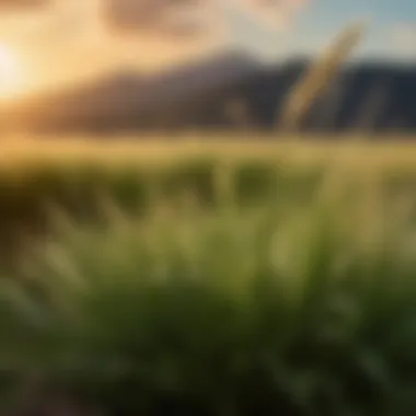 Visual Parallels Between Top Gun Poster and Buffalo Grass Inflorescence Comparison of Top Gun Movie Poster with Buffalo Grass Inflorescence