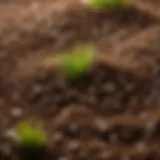 Rich topsoil with grass seeds