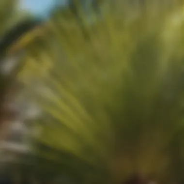 Trimming palm tree fronds