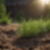 Lush Green Grass Sprouting from Dirt