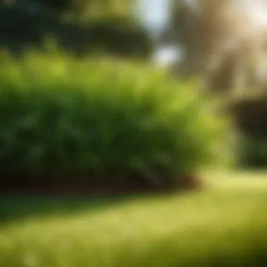 Natural Nourishment Secrets Organic fertilization for lush greenery