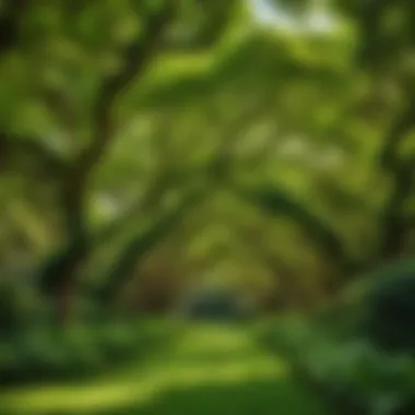 A canopy of lush green leaves on a tree