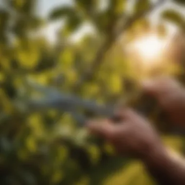 Pruning shears trimming branches on a tree