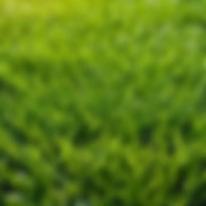 Variety of Sod Types