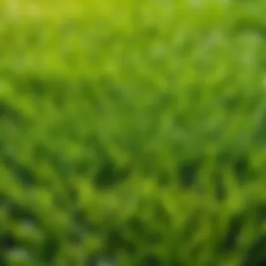 Diverse Selection of Sod Types Available for Landscaping Projects Variety of Sod Types