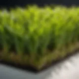 Vibrant sod varieties for installation