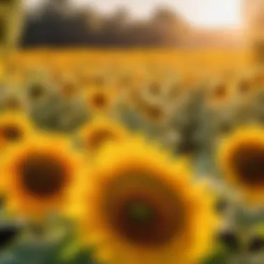 Vibrant Sunflowers in Amazon Prime Flower Box