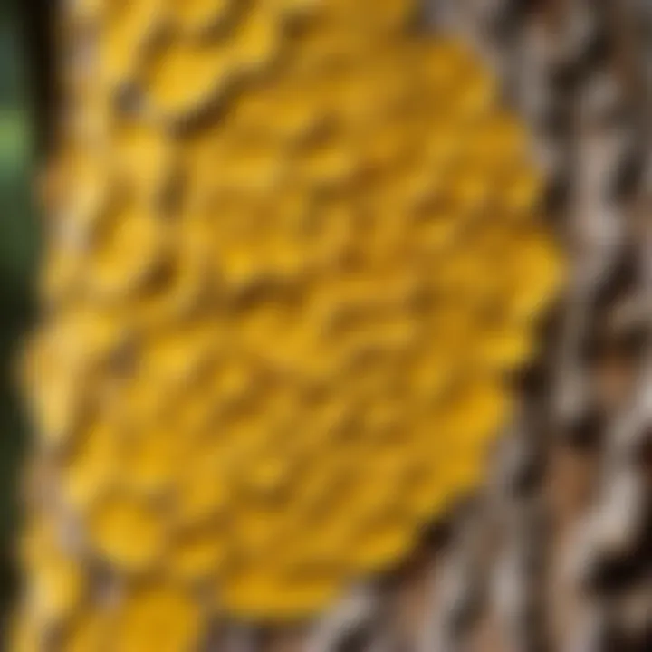 Close-up of yellow tree fungus on tree bark