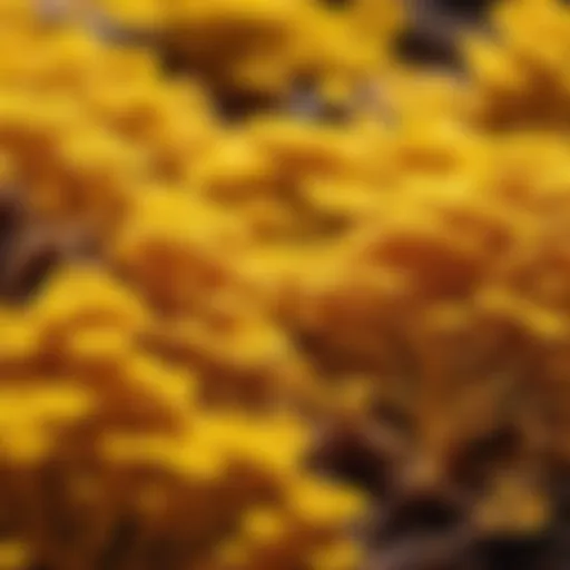 Yellow tree fungus spores under microscope