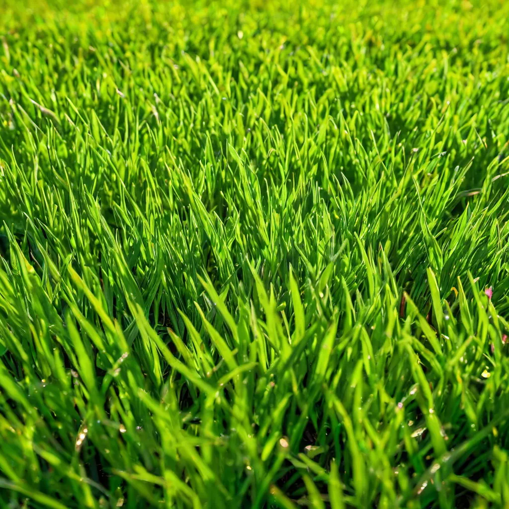 Unveiling the True Cost of Zoysia Grass: A Comprehensive Exploration